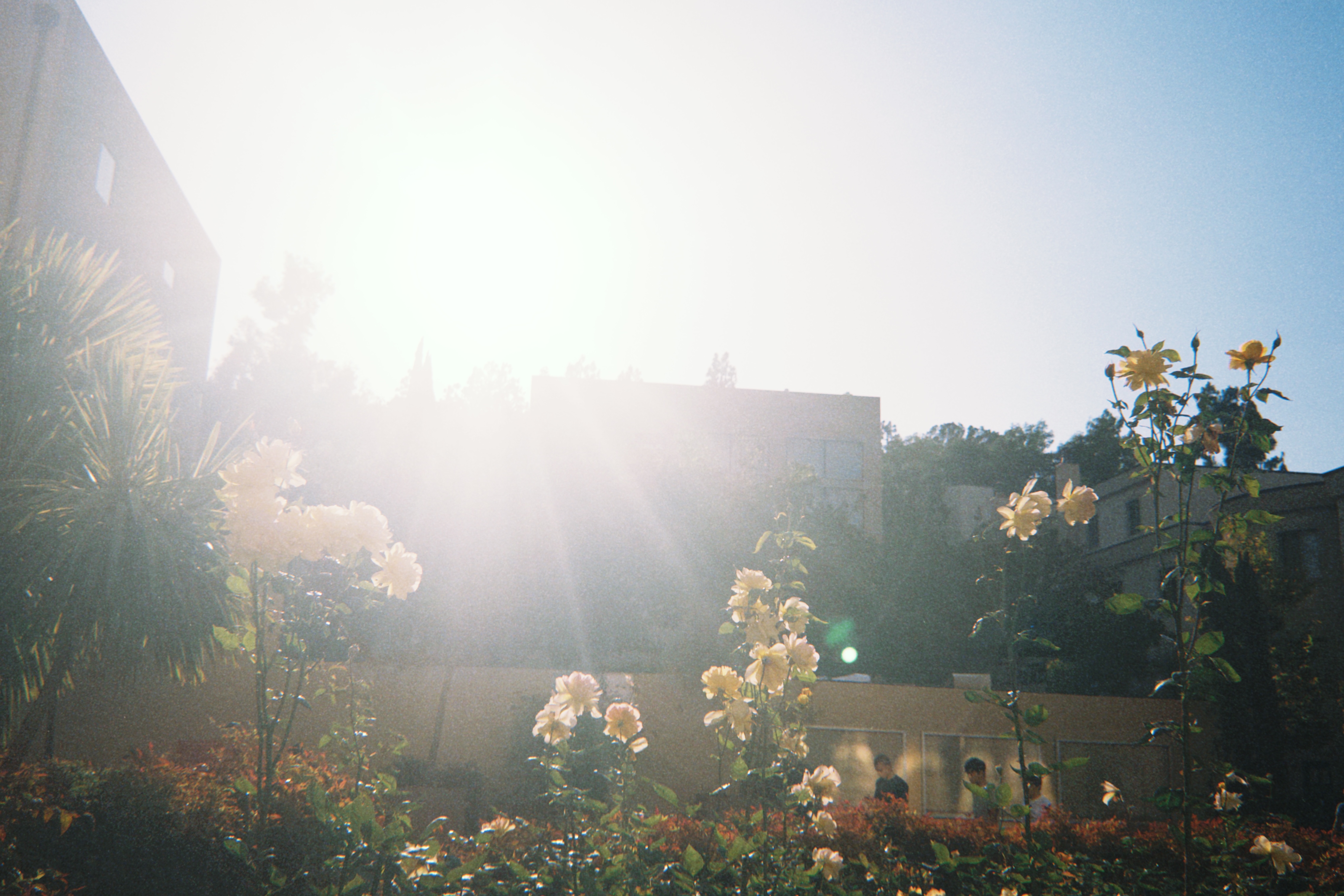 A yellow flower photographed through a soft, dreamy lens